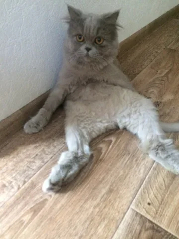  ,     