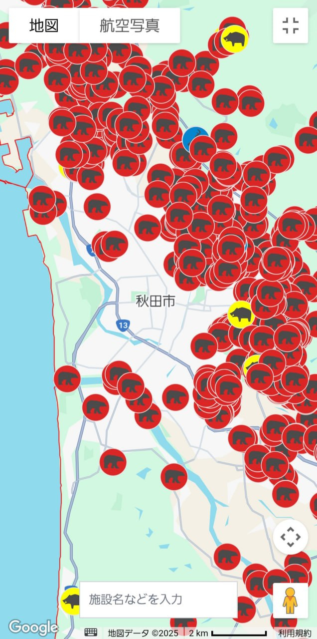 Японский губернатор попросил помощи сил самообороны для борьбы с медведями