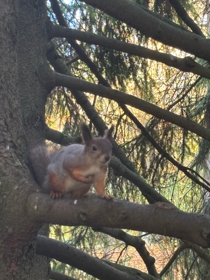 Да не брал я никакие орехи!