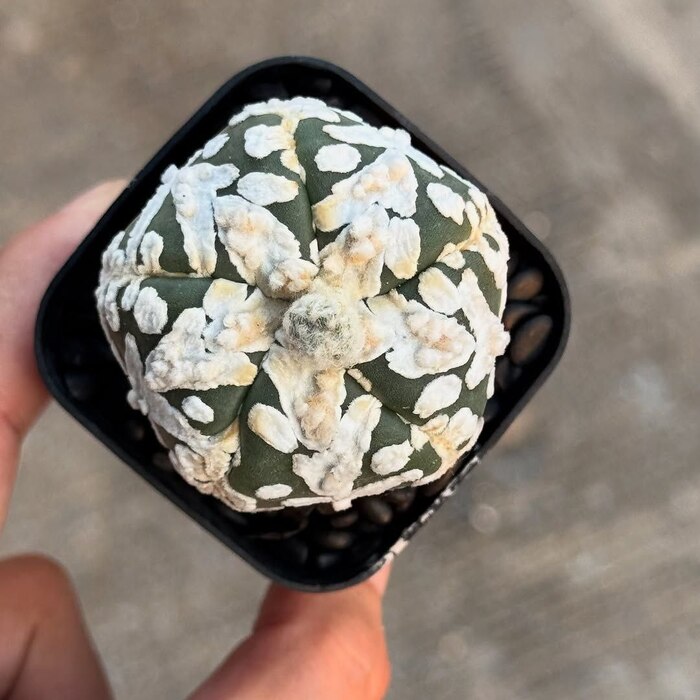 Иногда в одном экземпляре могут проявляться сразу несколько признаков, точнее форм