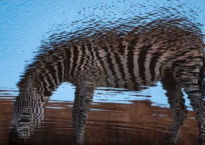 Отражение зебры в водной ряби.
