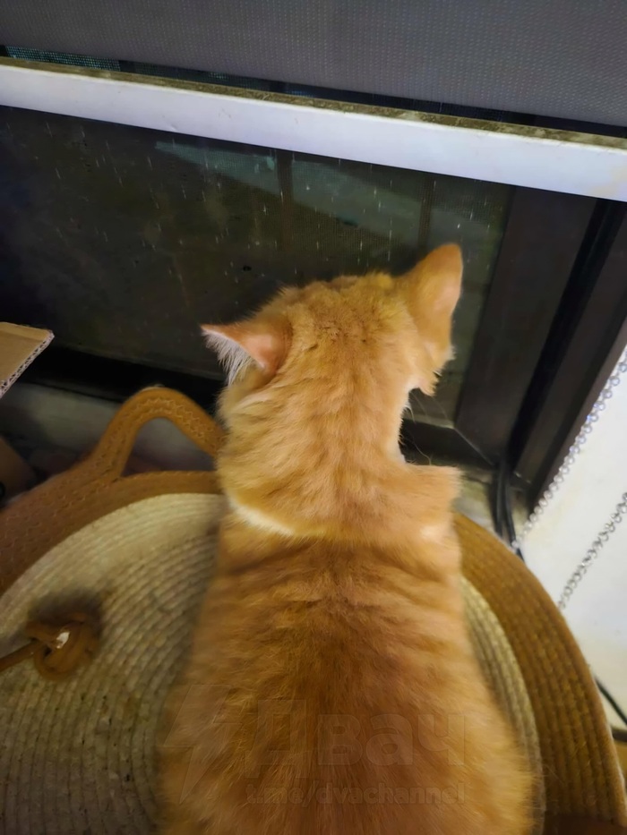 Тян отвезла кота к ветеринару, где ему пришлось побрить шею для обследования. Теперь он выглядит так, будто от него откусили большой кусок.