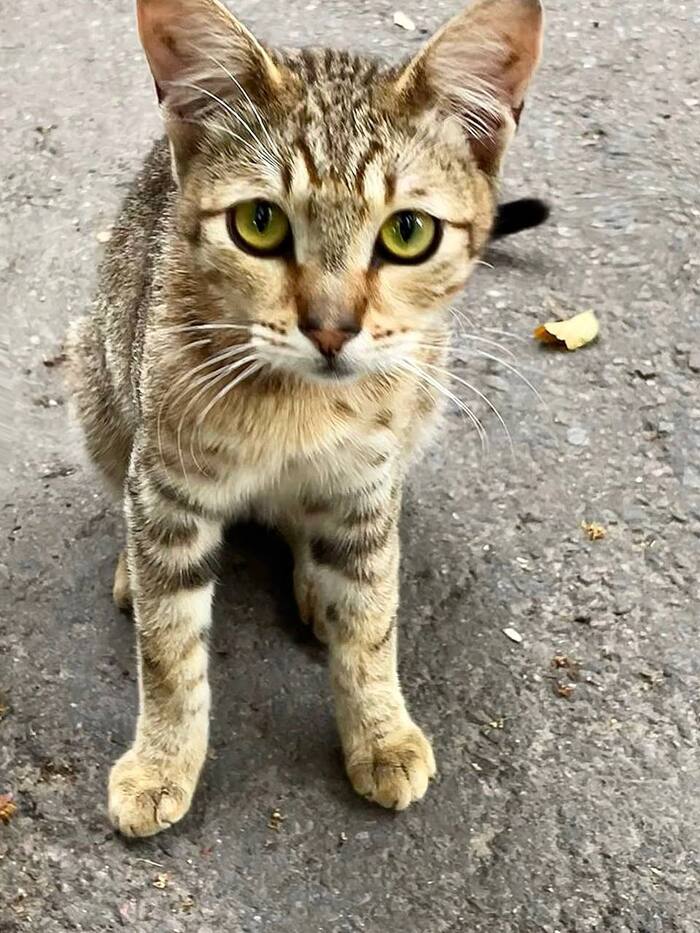 У котика Фили больше нет дома!