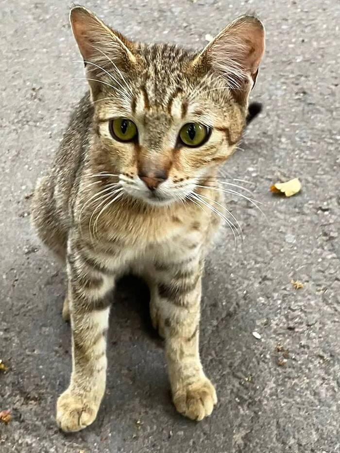 У котика Фили больше нет дома!