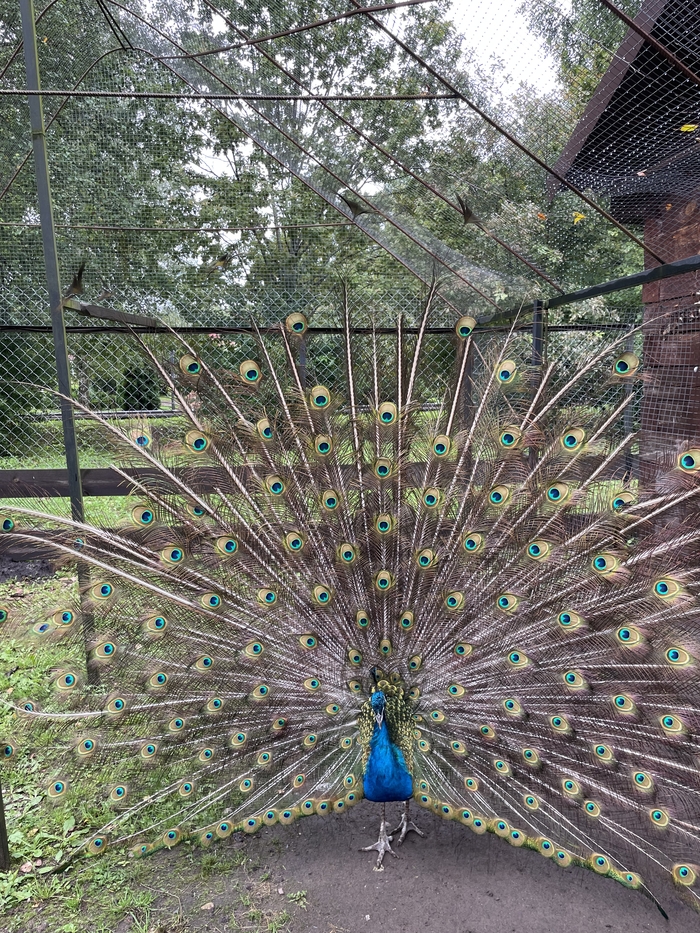 Эстетика бытия