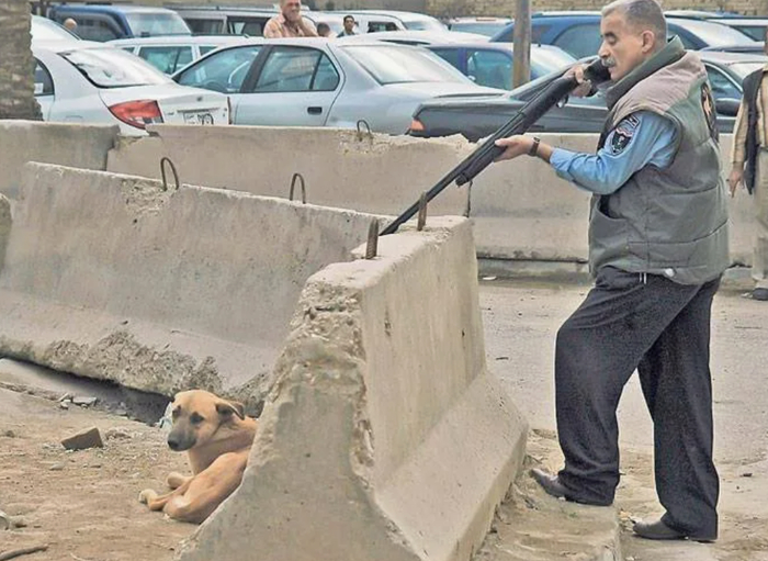 Кое-что про бродячих собак