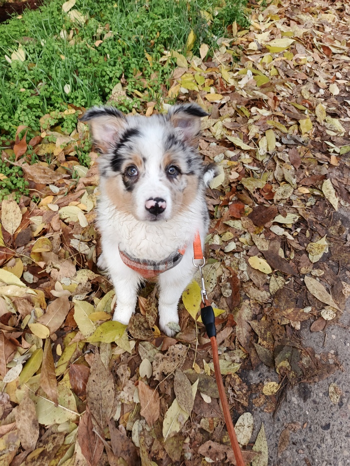 Tosia dovol’noe ebalo