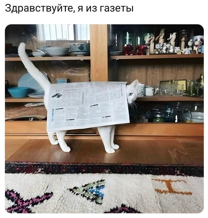 КОШИЧКИНА ПОЛИЦИЯ