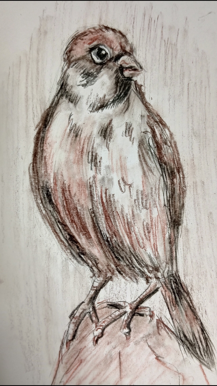 Рисую скетч угольными карандашами