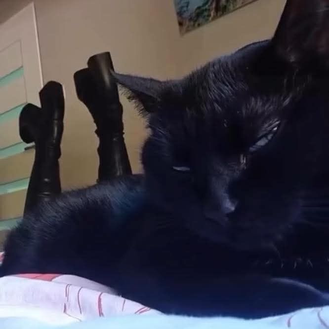 - Как тебе мои ножки?