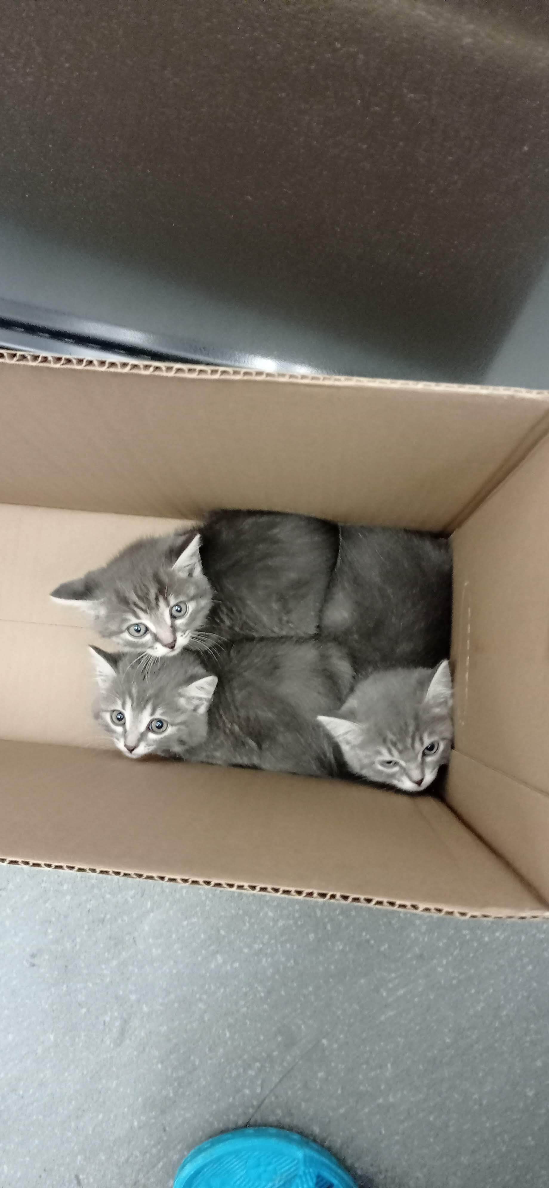 wmdestroy's answer to What kind of creatures are these? - My, Negative, Short post, cat, Overexposure, A wave of posts, Kittens, Foundling, Reply to post, Longpost