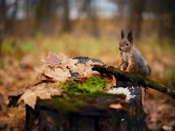 Fujifilm GFX100II + 55mm F1.7
