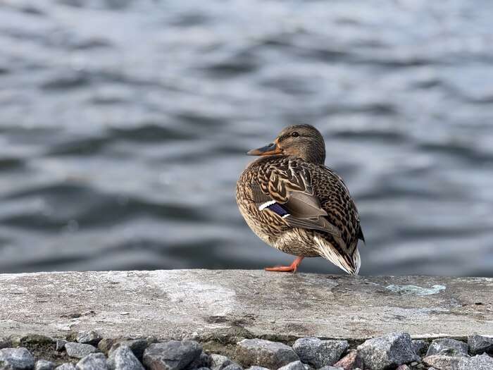Ответ «Просто хочу поделиться фотографией, которую у себя нашел в архиве»