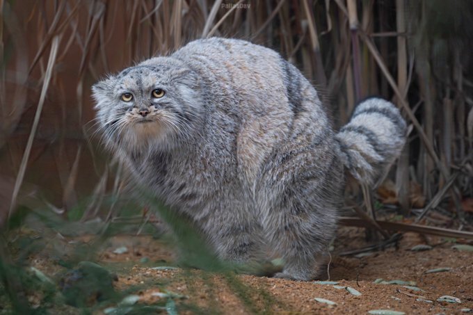 Обратная сторона популярности