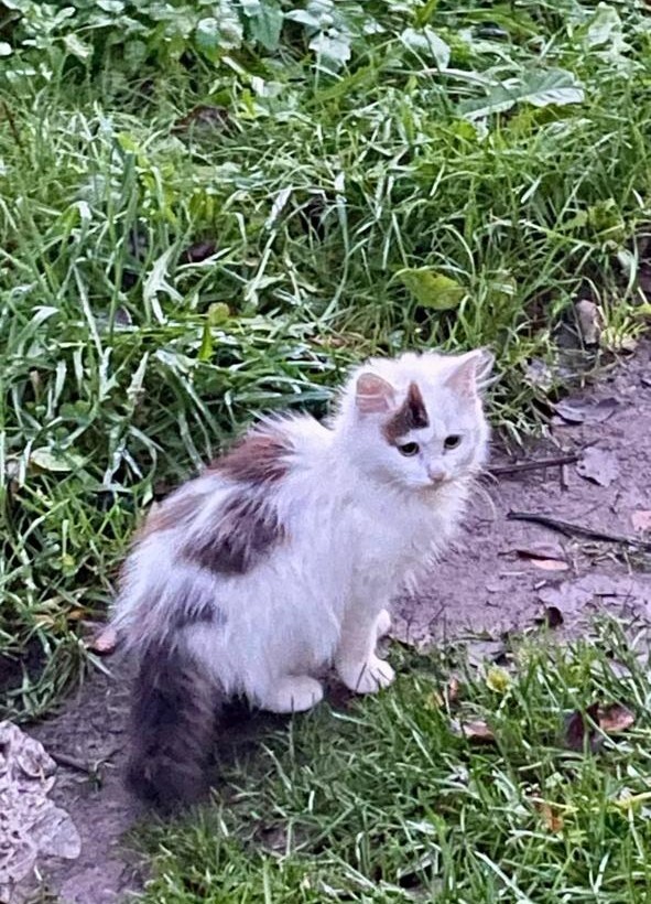 Маленький котёнок после дачного сезона... Из всей маленькой кото-семьи один остался на участке