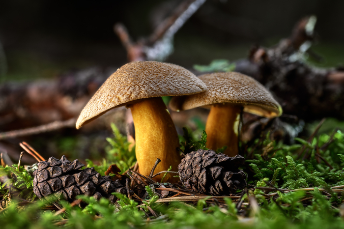 Nikon Z6ii, Sigma VR 105mm f/2.8G, f/8, 1/13, ISO 100