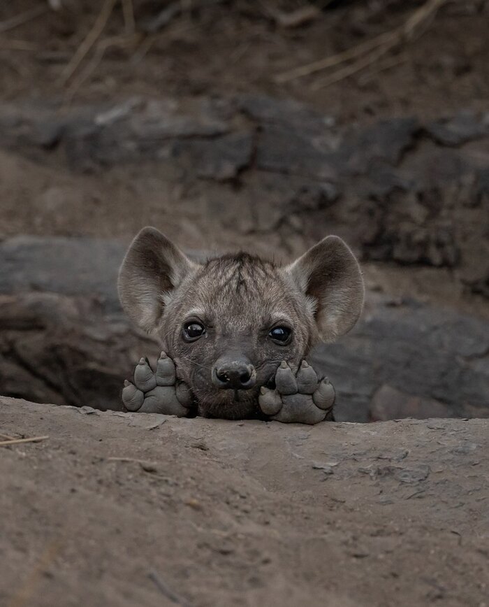 Любопытный детёныш выглядывает из логова