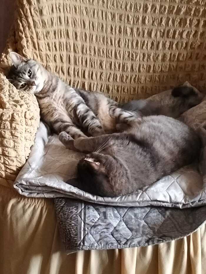 И скучно,и грустно,и некому лапу подать...