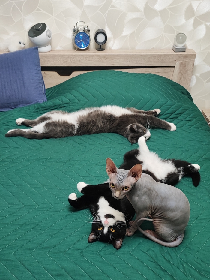 Ответ на пост «Все котов постят вот и я запощщу»