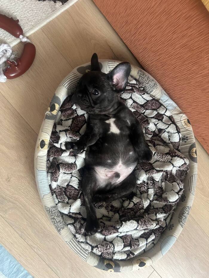 Стич, но без Лило