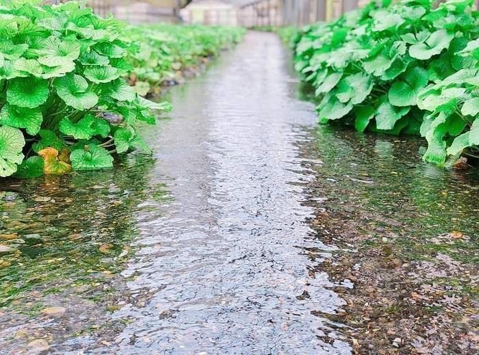   , .      Tsuki Kitsune.