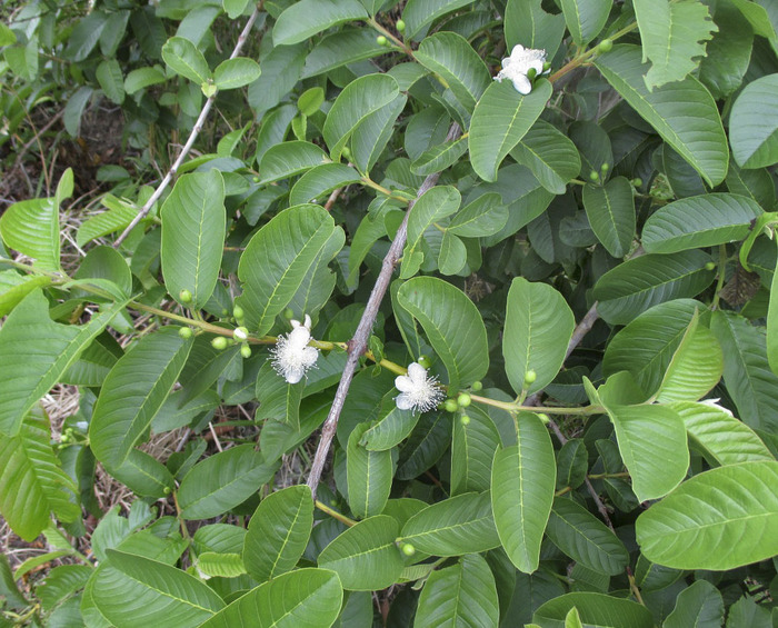Цветущие ветки гуавы. Фото М. Шевченко.