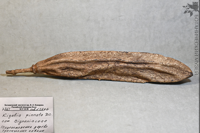 Плод кигелии африканской. Из фондов Ботанического музея БИН РАН.