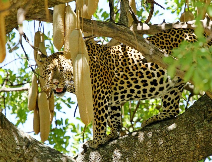 Леопард на кигелии. Фото с сайта <!--noindex--><a href="https://pikabu.ru/story/kolbasnoe_derevo_13366106?u=http%3A%2F%2Foclo.ru&t=oclo.ru&h=10af8c715897d4712292298abfb27c4a3f2c66a5" title="http://oclo.ru" target="_blank" rel="nofollow noopener">oclo.ru</a><!--/noindex-->.