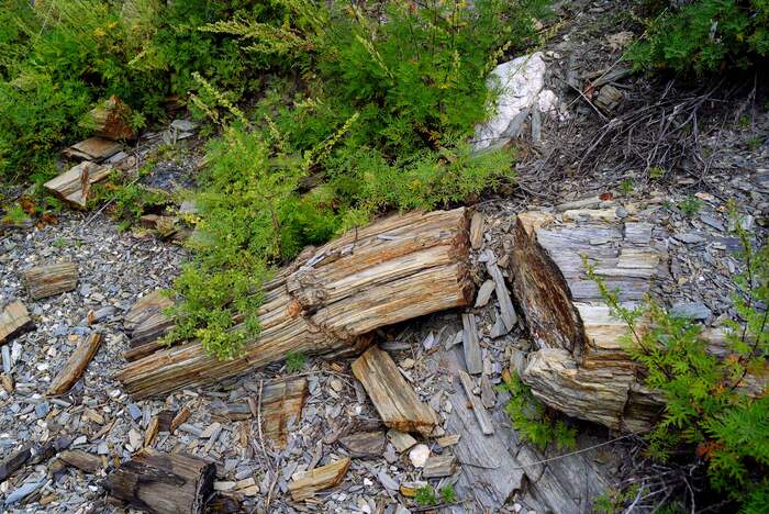 Минералы напоминающие окаменелое дерево - производное слюды