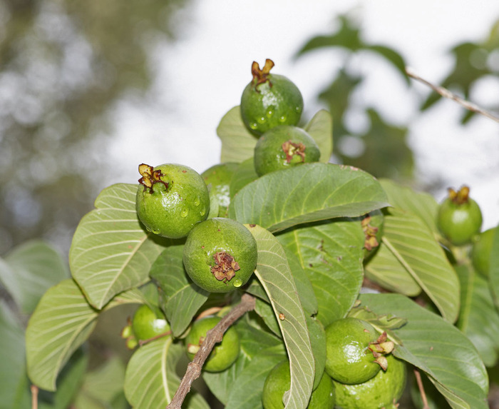 Созревающие плоды. Фото Т. Мальчинской.