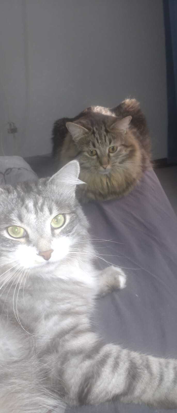 ������� ��������)