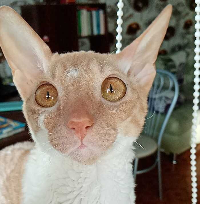 Ну, раз тут все котиков показывают)