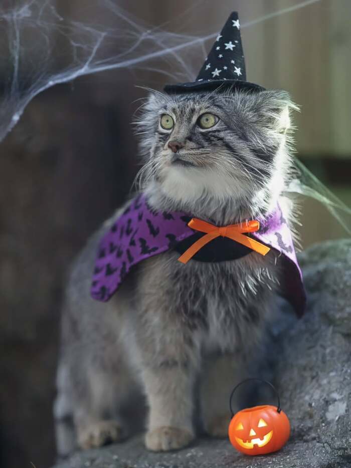     <a href="https://pikabu.ru/story/k_khyellouinu_gotovyi_13348644?u=https%3A%2F%2Fwww.instagram.com%2Fp%2FDQZ6acME6WP%2F%3Figsh%3DemFmbnByajk2d3d3&t=safariyokohama%20inst&h=ff6afc51a4665b62c5cca510828e361a5b6a358a" title="https://www.instagram.com/p/DQZ6acME6WP/?igsh=emFmbnByajk2d3d3" target="_blank" rel="nofollow noopener">safariyokohama inst</a>