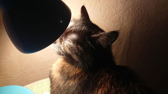 Ответ на пост «Все котов постят вот и я запощщу»