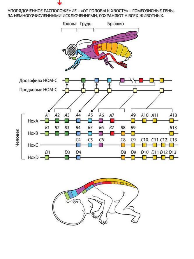 источник картинки: <!--noindex--><a href="https://pikabu.ru/story/shestinogaya_lyagushka_i_ikh_parazit_13349592?u=http%3A%2F%2Felementy.ru&t=elementy.ru&h=faf41a77f789fc7cbc03200db2f9b343cddb4eeb" title="http://elementy.ru" target="_blank" rel="nofollow noopener">elementy.ru</a><!--/noindex-->