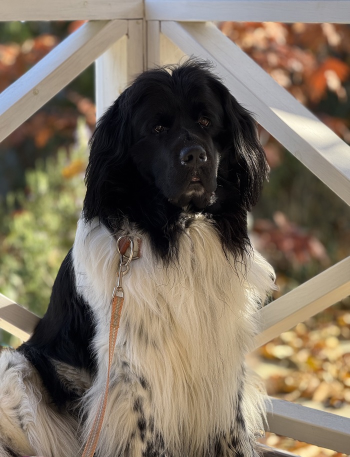 ������ ������� ������