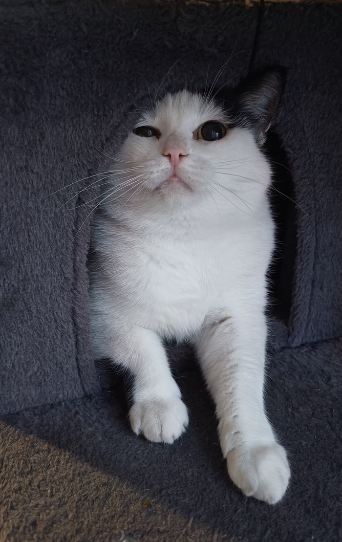 Ответ на пост «Все котов постят вот и я запощщу»