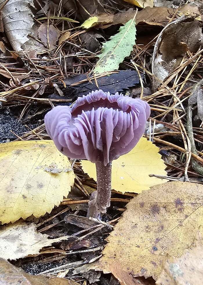 Маленькое загадочное существо