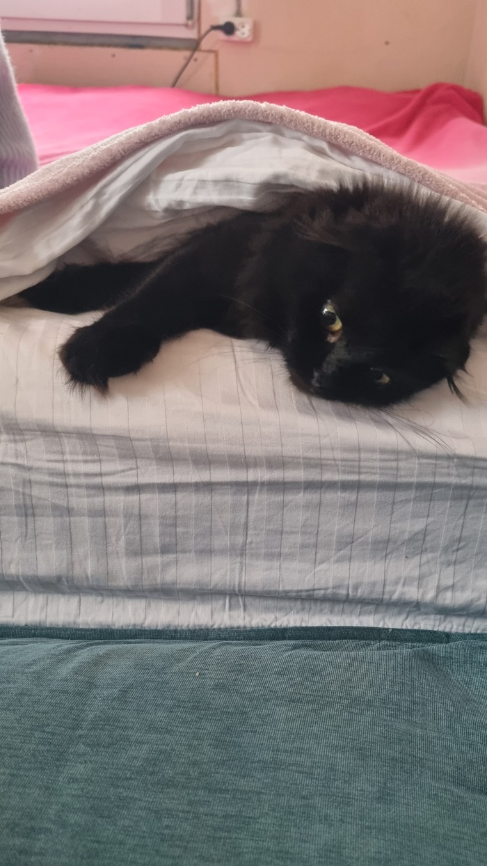 Ответ на пост «Год назад я забрал двух котят из пакета. Сегодня я понял, что спасал не я их»