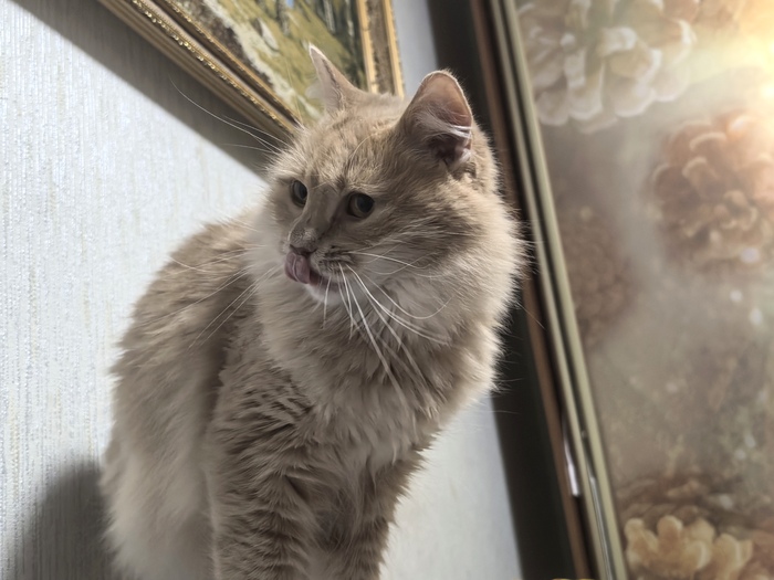 Ответ Gauree в «Все котов постят вот и я запощщу»