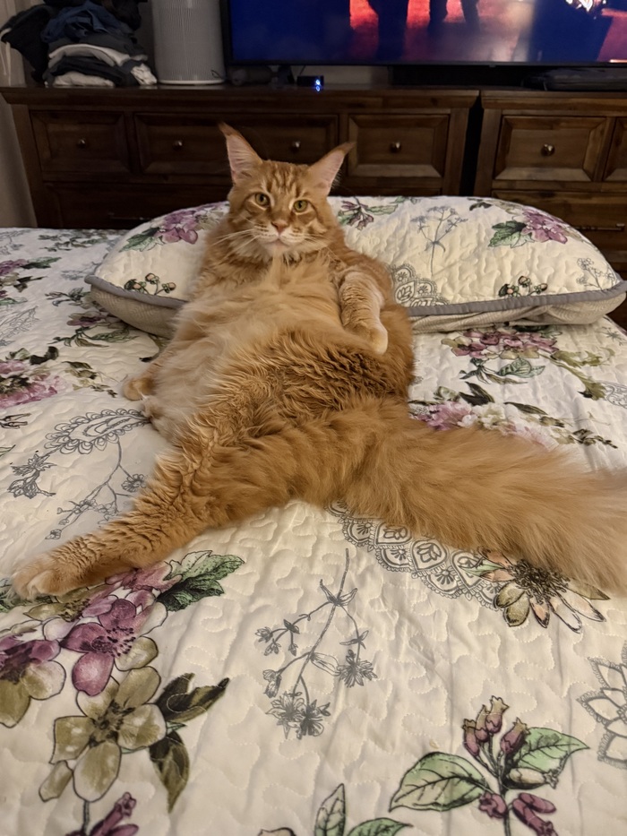 Бонифаций. Гипотенуза комфорта