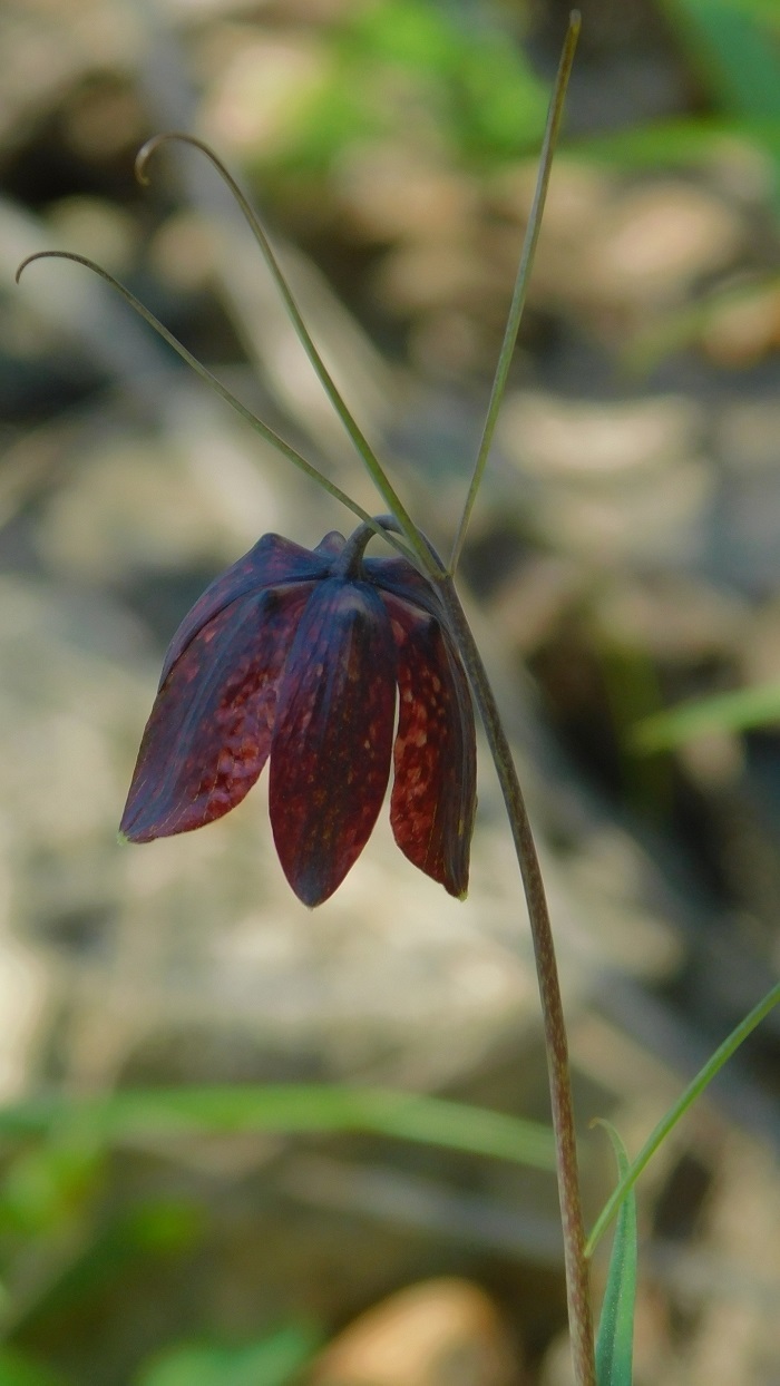  -      ( ). : &nbsp; 