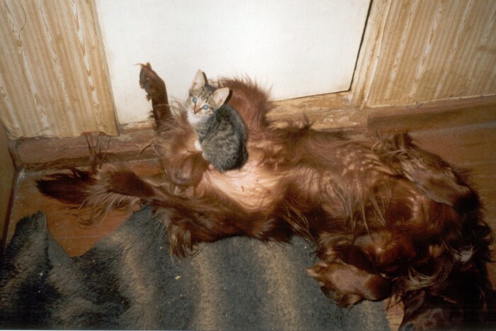 Ответ nstvsn в «Все котов постят вот и я запощщу»