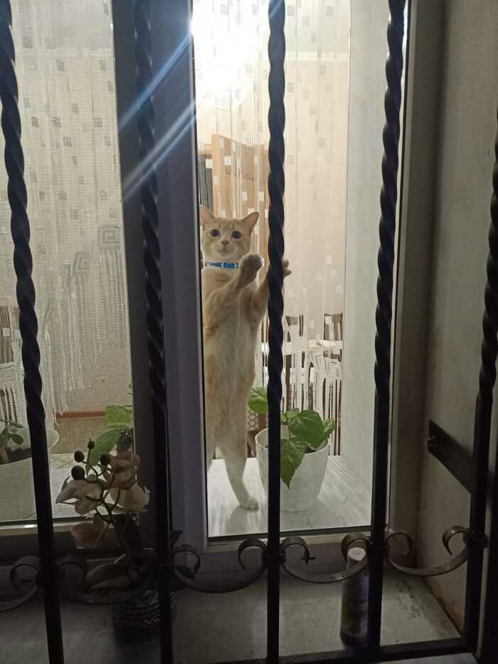 Ответ на пост «Все котов постят вот и я запощщу»