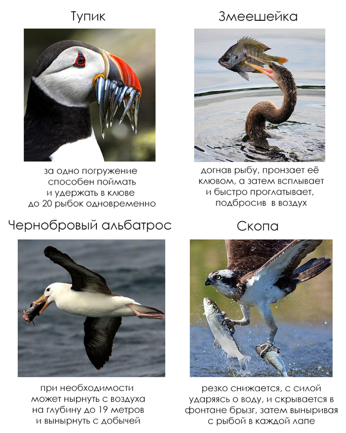 Школьные факты #62