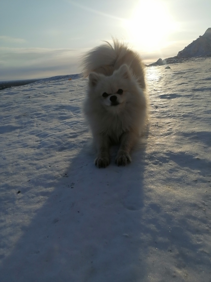 Ну сколько можно этих котов ! Любители бобиков наш выход ! )