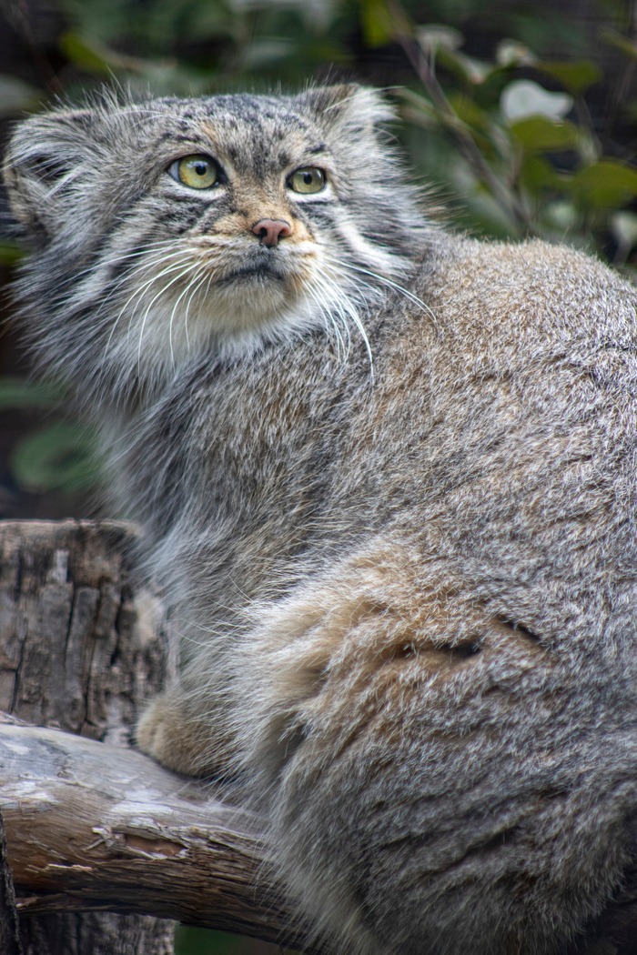 Я оглянулся посмотреть...