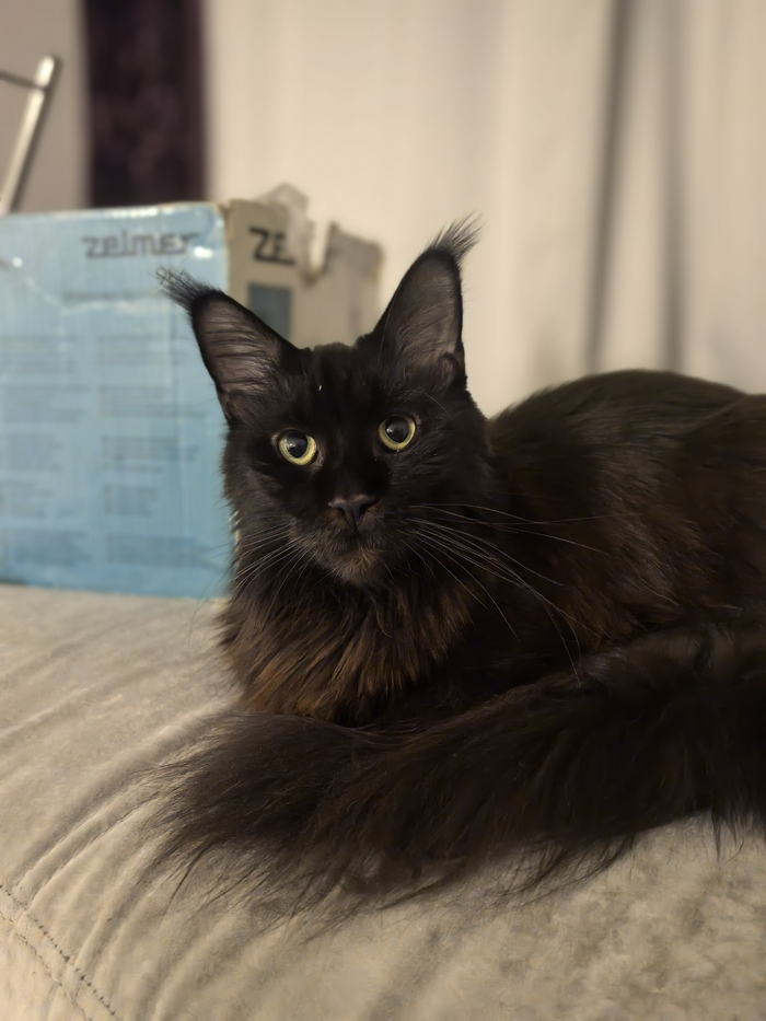 Моя котейка