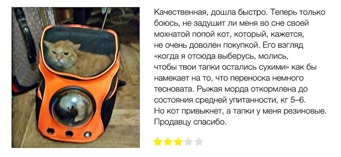 Кот и еще одна модная покупкa