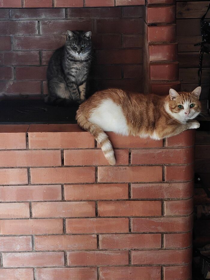 Сказала спасенным с дач Зеленоглазке и Сопле, что они прекрасно выживут зимой на улице